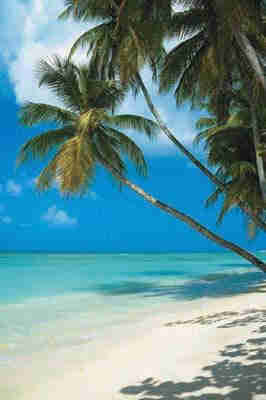 tropical beach disney vacation